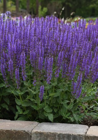 ШАВЛІЯ дібровна Merleau Blue Compact